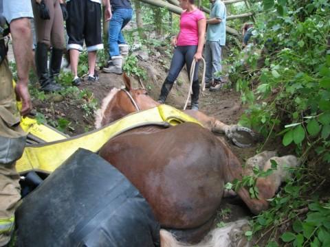 Horse Rescue - Guard Hill Road - 08/11/08